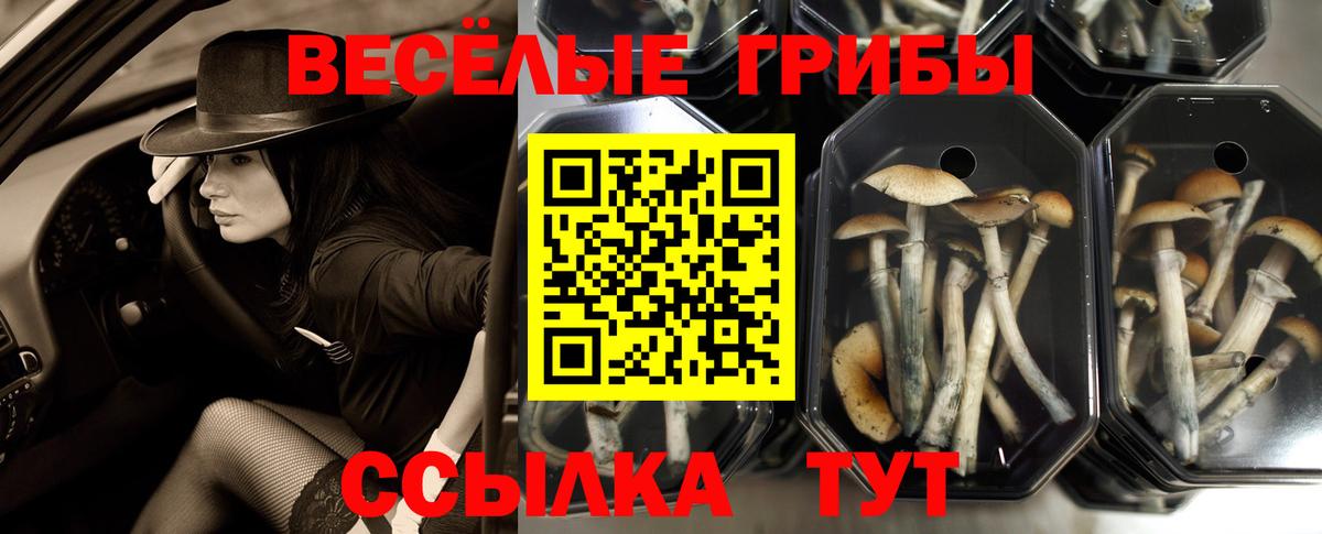 Галлюциногенные грибы прущие грибы  купить наркоту  Вход с VPN  Нефтекумск  Псилоцибиновые грибы Magic Shrooms 